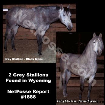 FOUND EQUINES FOUND 2 Grey Stallions, Near Burns, WY, 82053